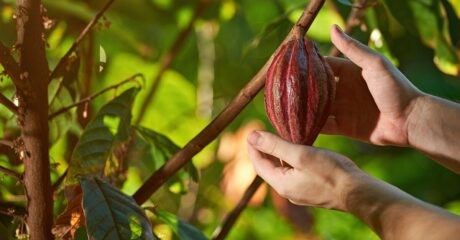 Hands reaching out to pick a cocoa pod from the tree