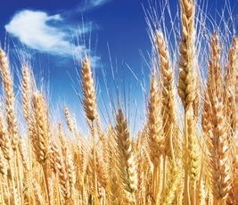 Australia Imports Wheat