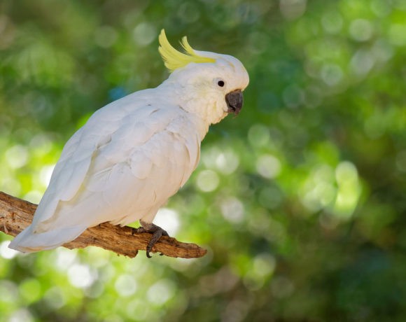 Rogue cockatoo steals meat pie