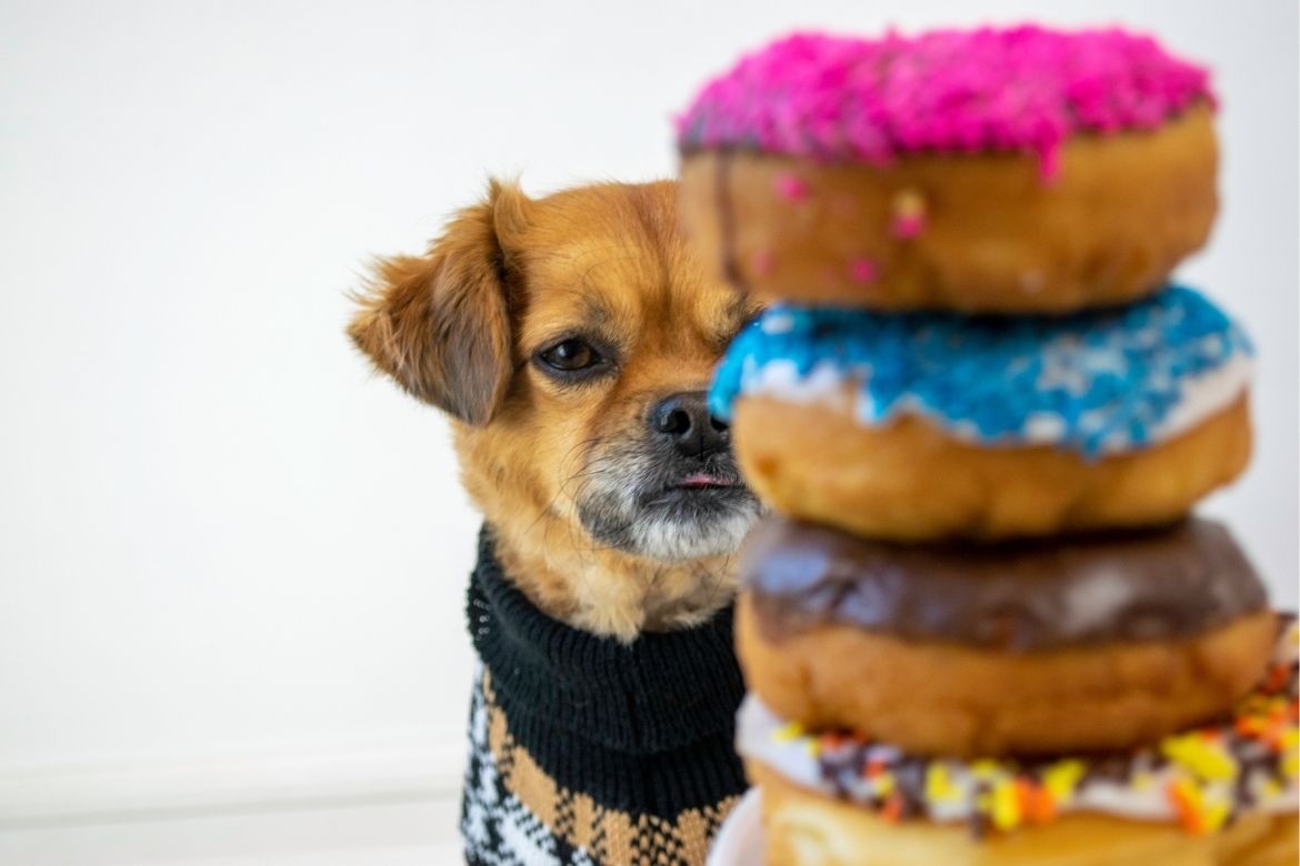 You can now get doughnuts for your canine friend