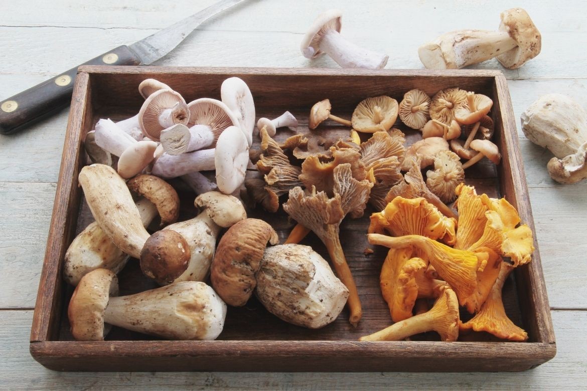 Four recipes to celebrate National Mushroom Day