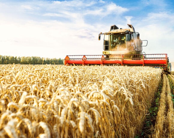 A harvester harvest wheat on a farm (food security)