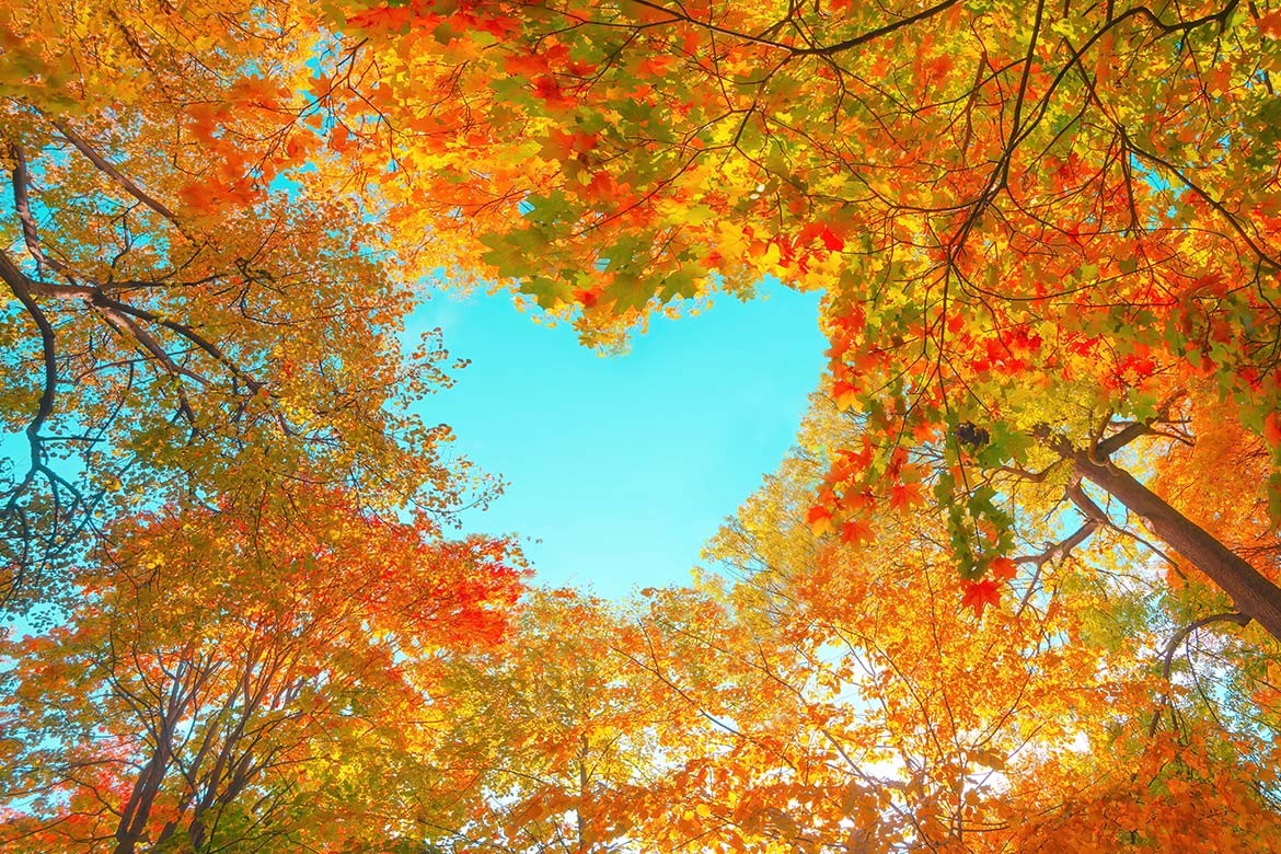 view of autumnal treetops from the ground; there is a heart shaped hole so you can see the blue sky behind (joy)