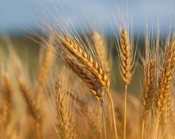 wheat stalks in a grainfield (high fibre wheat)