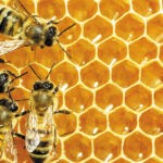 Bees are crawling over a piece of golden orange honeycomb